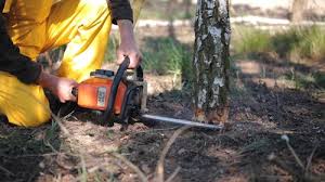 Professional Tree Removal and Landscaping Services in North Redington Beach, FL